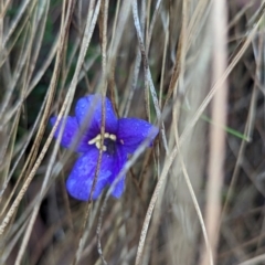 Cheiranthera linearis at Nanima, NSW - 26 Nov 2023