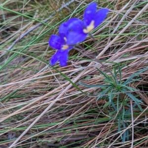 Cheiranthera linearis at Nanima, NSW - 26 Nov 2023