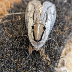 Endoxyla lituratus (A Wattle Goat Moth) at Nanima, NSW - 18 Nov 2023 by Miko