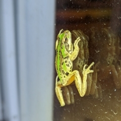 Litoria verreauxii verreauxii (Whistling Tree-frog) at Nanima, NSW - 28 Apr 2023 by Miko