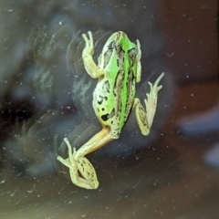 Litoria verreauxii verreauxii at Nanima, NSW - 28 Apr 2023