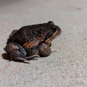 Limnodynastes dumerilii at Nanima, NSW - 29 Aug 2022 09:30 PM