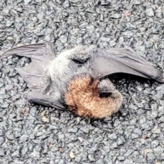 Pteropus poliocephalus (Grey-headed Flying-fox) at Kambah, ACT - 1 Dec 2023 by HelenCross