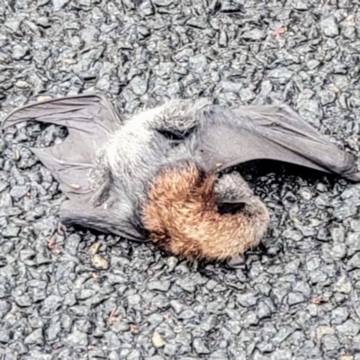 Pteropus poliocephalus (Grey-headed Flying-fox) at Kambah, ACT - 2 Dec 2023 by HelenCross