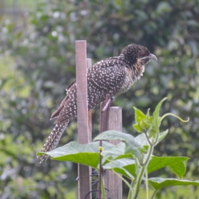 Eudynamys orientalis (Pacific Koel) at Jamberoo, NSW - 1 Dec 2023 by plants