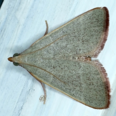Ocrasa albidalis (A Pyralid moth) at Ainslie, ACT - 15 Nov 2023 by jb2602