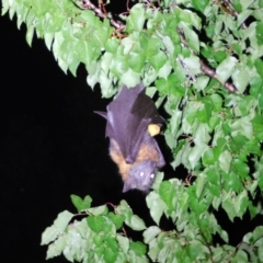 Pteropus poliocephalus (Grey-headed Flying-fox) at Symonston, ACT - 1 Dec 2023 by CallumBraeRuralProperty