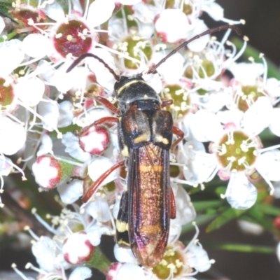 Hesthesis sp. (genus) (Wasp-mimic longicorn beetle) at Bluetts Block Area - 30 Nov 2023 by Harrisi