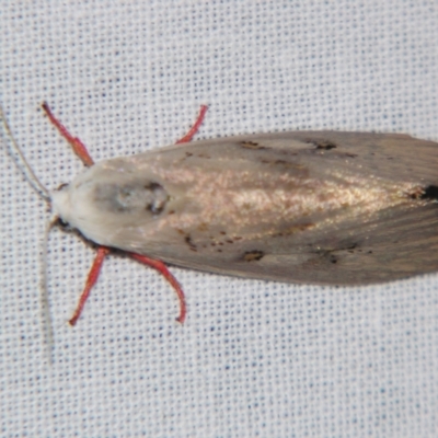 Brachybelistis pentachroa (A Gelechioid moth (Xyloryctidae)) at Sheldon, QLD - 16 Nov 2007 by PJH123