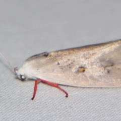 Brachybelistis pentachroa at Sheldon, QLD - suppressed