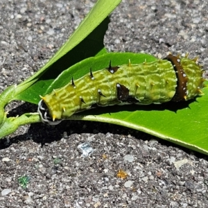 Papilio aegeus at Hawker, ACT - suppressed