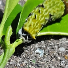 Papilio aegeus at Hawker, ACT - 2 Dec 2023