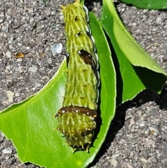 Papilio aegeus at Hawker, ACT - 2 Dec 2023