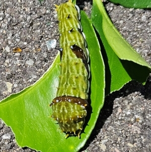 Papilio aegeus at Hawker, ACT - suppressed