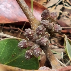 Eucalyptus serraensis subsp. verrucata (Mount Abrupt Stringybark) at Isaacs, ACT - 2 Dec 2023 by Mike