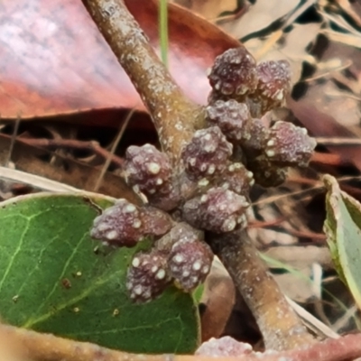 Eucalyptus serraensis subsp. verrucata (Mount Abrupt Stringybark) at Isaacs, ACT - 2 Dec 2023 by Mike