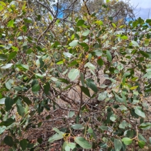 Eucalyptus serraensis at Isaacs, ACT - 2 Dec 2023