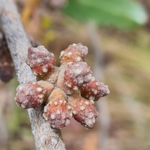 Eucalyptus serraensis subsp. verrucata at Isaacs, ACT - 2 Dec 2023