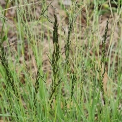 Eragrostis curvula at Isaacs, ACT - 2 Dec 2023