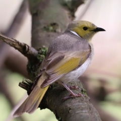 Ptilotula penicillata (White-plumed Honeyeater) at Jerrabomberra Wetlands - 1 Dec 2023 by JimL