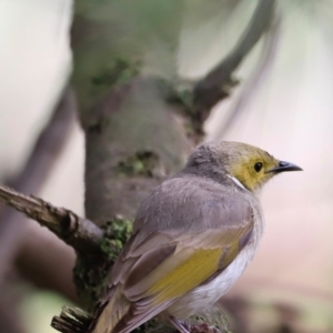 Ptilotula penicillata at Fyshwick, ACT - 2 Dec 2023