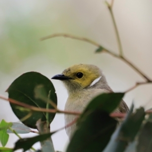 Ptilotula penicillata at Fyshwick, ACT - 2 Dec 2023