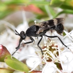 Agapophytus albobasalis (Stiletto fly) at Jerrabomberra, NSW - 1 Dec 2023 by DianneClarke