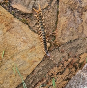 Cormocephalus aurantiipes at Chapman, ACT - 1 Dec 2023