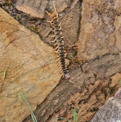 Cormocephalus aurantiipes (Orange-legged Centipede) at Chapman, ACT - 1 Dec 2023 by BethanyDunne
