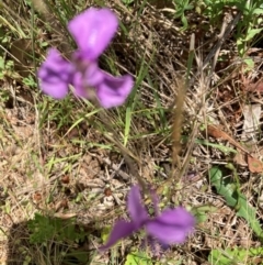 Arthropodium fimbriatum at Bruce Ridge to Gossan Hill - 2 Dec 2023 12:23 PM