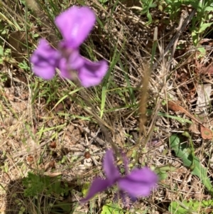 Arthropodium fimbriatum at Bruce Ridge to Gossan Hill - 2 Dec 2023