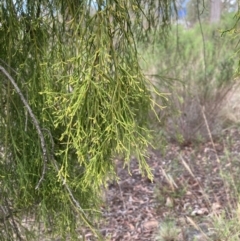 Exocarpos cupressiformis (Cherry Ballart) at Bruce, ACT - 30 Nov 2023 by lyndallh