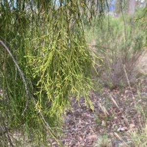 Exocarpos cupressiformis at Bruce Ridge to Gossan Hill - 30 Nov 2023 05:13 PM