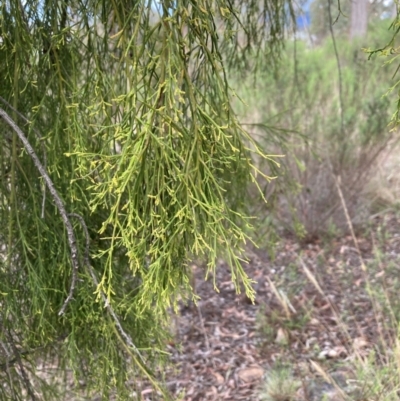 Exocarpos cupressiformis (Cherry Ballart) at Bruce Ridge to Gossan Hill - 30 Nov 2023 by lyndallh