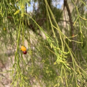 Exocarpos cupressiformis at Bruce Ridge to Gossan Hill - 30 Nov 2023 05:13 PM