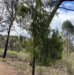 Exocarpos cupressiformis at Bruce Ridge to Gossan Hill - 30 Nov 2023 05:13 PM