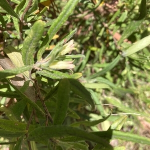 Billardiera scandens at Gossan Hill - 18 Nov 2023