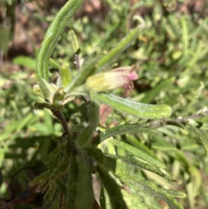 Billardiera scandens at Gossan Hill - 18 Nov 2023 11:41 AM