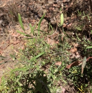 Billardiera scandens at Gossan Hill - 18 Nov 2023 11:41 AM