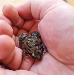 Limnodynastes tasmaniensis (Spotted Grass Frog) at Macgregor, ACT - 2 Dec 2023 by WalkYonder