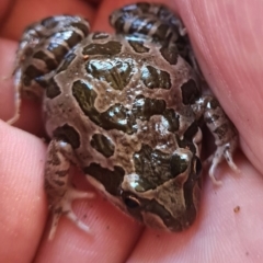 Limnodynastes tasmaniensis at Macgregor, ACT - 2 Dec 2023