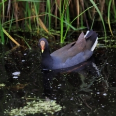 Gallinula tenebrosa (Dusky Moorhen) at Fyshwick, ACT - 2 Dec 2023 by JimL
