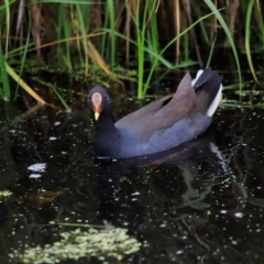 Gallinula tenebrosa (Dusky Moorhen) at Fyshwick, ACT - 1 Dec 2023 by JimL