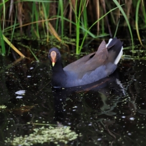 Gallinula tenebrosa at Fyshwick, ACT - 2 Dec 2023