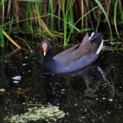 Gallinula tenebrosa (Dusky Moorhen) at Fyshwick, ACT - 2 Dec 2023 by JimL