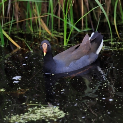 Gallinula tenebrosa (Dusky Moorhen) at Jerrabomberra Wetlands - 1 Dec 2023 by JimL