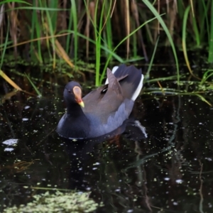 Gallinula tenebrosa at Fyshwick, ACT - 2 Dec 2023