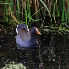 Gallinula tenebrosa at Fyshwick, ACT - 2 Dec 2023