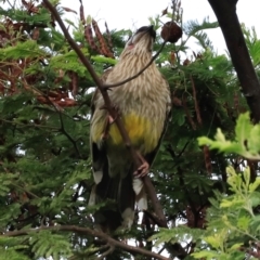 Anthochaera carunculata (Red Wattlebird) at Fyshwick, ACT - 1 Dec 2023 by JimL