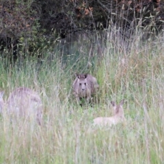 Macropus giganteus (Eastern Grey Kangaroo) at Fyshwick, ACT - 1 Dec 2023 by JimL